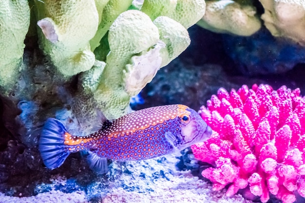 Fish in underwater