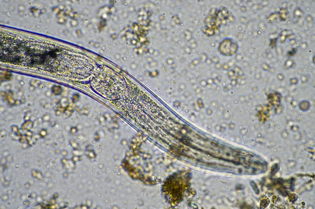 A fish under water with a microscope