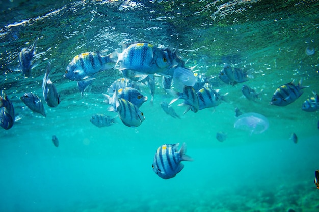 水中の魚