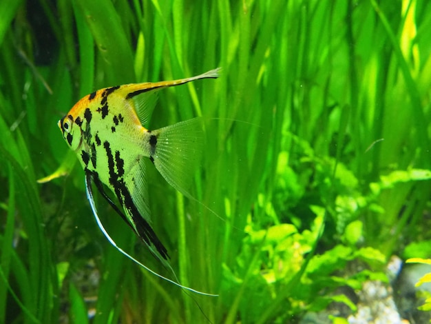 Photo a fish with black and yellow markings and a black and yellow fin on its back.