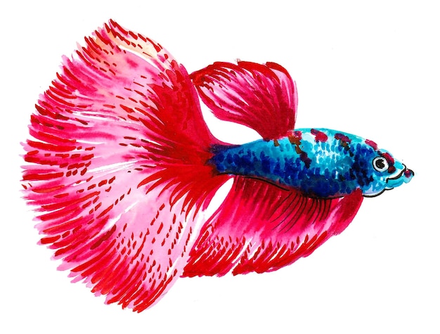赤と青の尾と赤い尾を持つ魚。