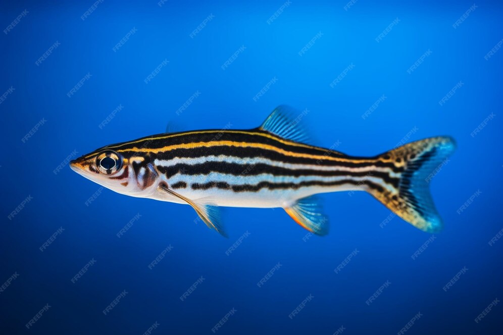 Premium AI Image A Fish With A Striped Tail Is Swimming In An Aquarium premium-ai-image-a-fish-with-a-striped-tail-is-swimming-in-an-aquarium