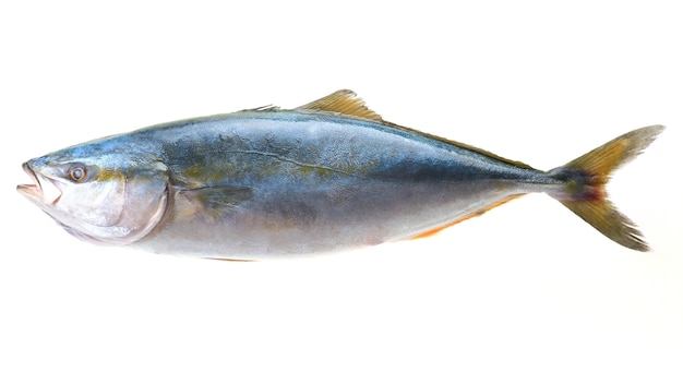 Fish yellowtai on white background (Japanese amberjack)