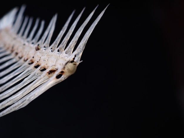 Fishbone on the black background.