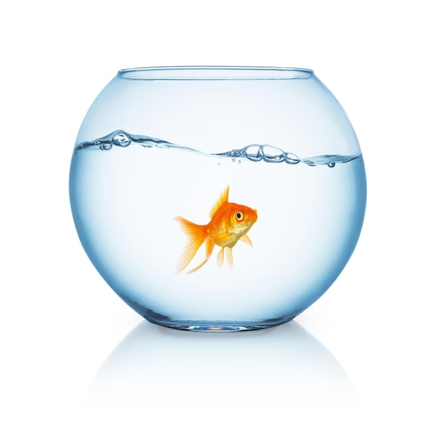 A fishbowl with a boring goldfish and a wavy water surface on white background. Taken in Studio with a 5D mark III.