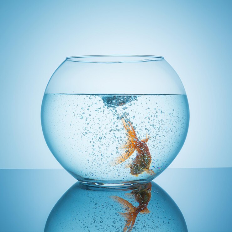 Photo a fishbowl with bubbels from a swirl with a frightened goldfish. taken in studio with a 5d mark iii.