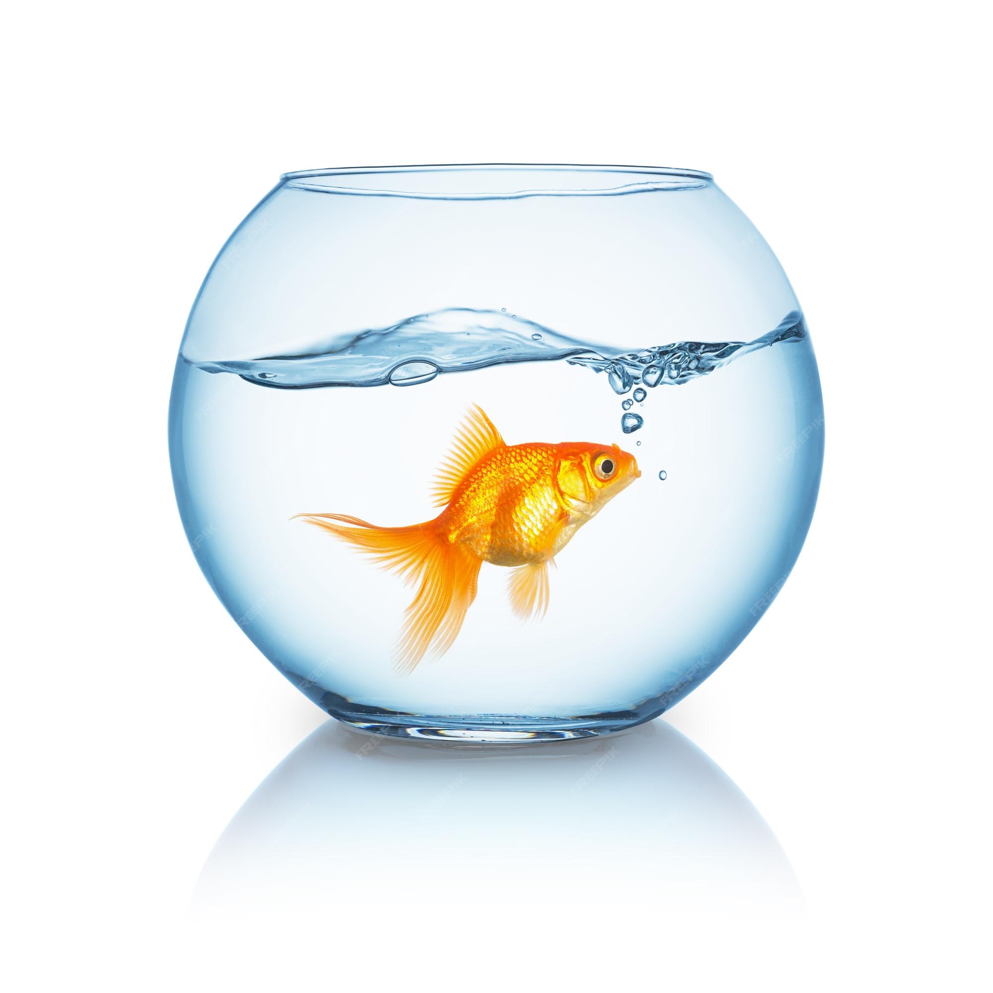 Premium Photo | A fishbowl with a curious looking goldfish and wavy water  surface on white background. taken in studio with a 5d mark iii.
