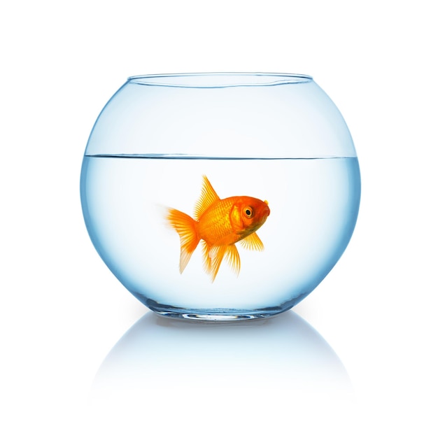 A fishbowl with a single goldfish that looks curious on white background. Taken in Studio with a 5D mark III.