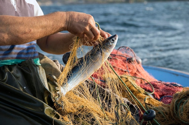 写真 漁師が漁網で魚を捕る