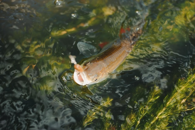 漁師が水中でフックに魚を釣る