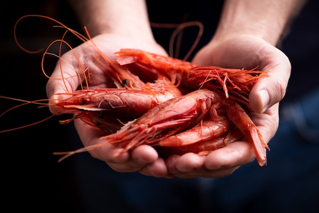 Fisherman hand holding fresh prawn from Mazara del vallo  isolated on black background close up.