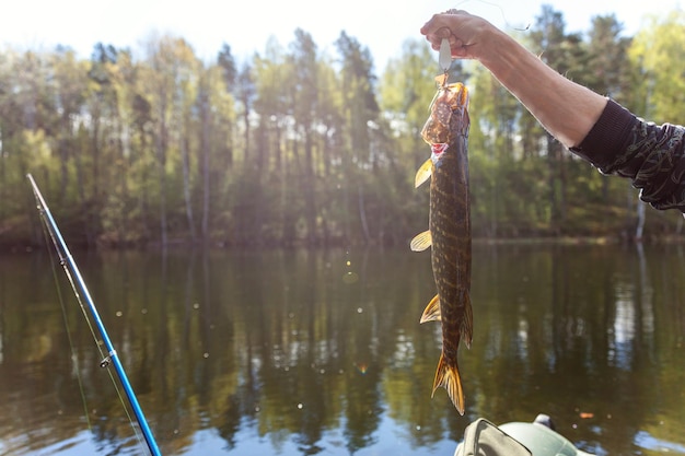 Fisherman hand with fish pike against background of beautiful nature and lake or river