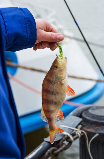 スズキの魚を手にする漁師