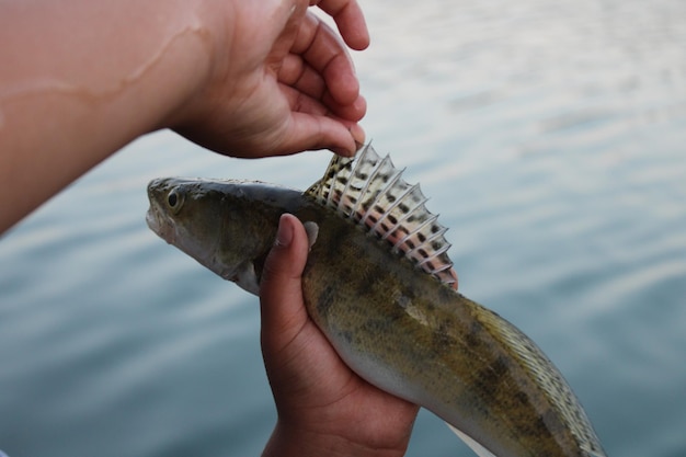 A fisherman is holding a fish with a hook on it.