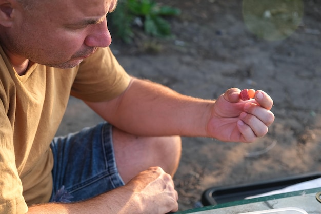 Fisherman makes his own bait for fish from boilies. Carp fishing leash DIY