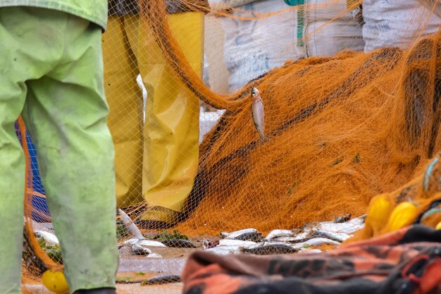 Premium Photo  Fisherman picking up fishes in the orange fishing net