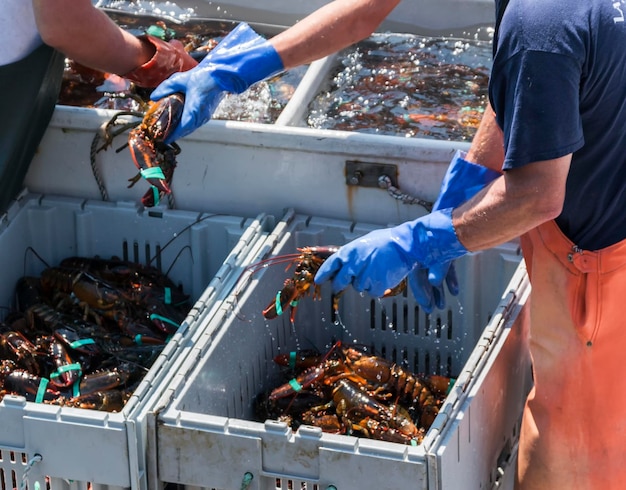 Photo fisherman sorting live maine lobsters in to bins by size