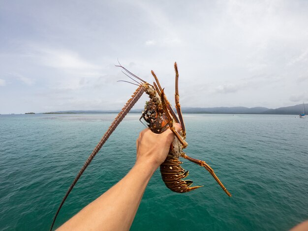 Fishermans hand holding spiny lobsters on the sea background seafood concept