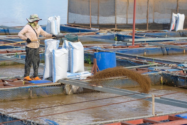 Fishermen or female workers work on fish farms in cages on the Mekong River which raise freshwater fish in ponds and cages Fishermen feeding fish in Thailand