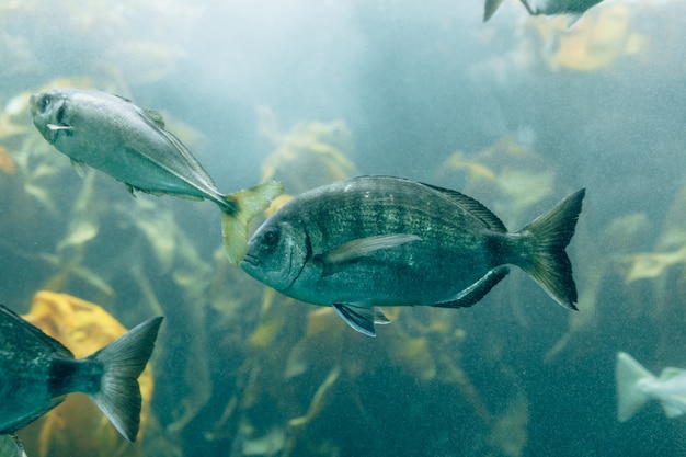 Fishes in aquarium or reservoir ubder water on fish farm