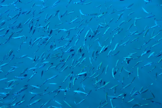 Fishes in blue water