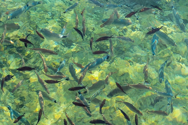 맑은 물, 태양 반사, 에게 해, 보드룸, 터키의 물고기. 수정처럼 맑은 바닷물에서 물고기