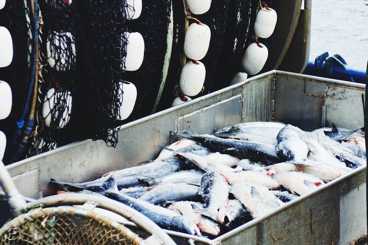 Photo fishes in container at market for sale