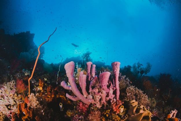 サンゴ礁の魚。水族館