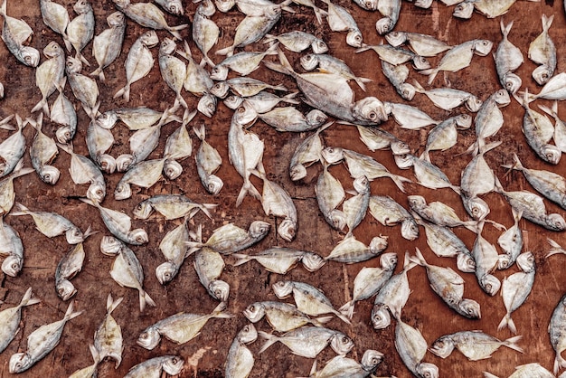 Photo fishes desiccated or sun dried fishes