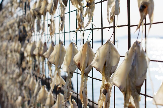 Fishes hanging on chainlink fence