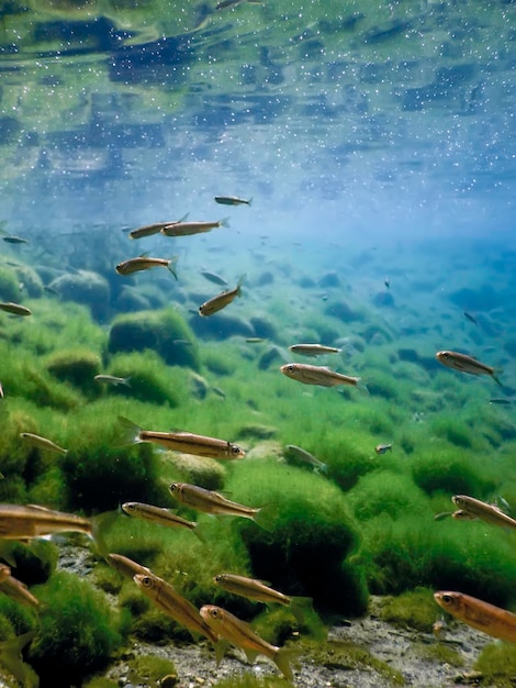 写真 自然生息地の魚 淡水魚 水中魚