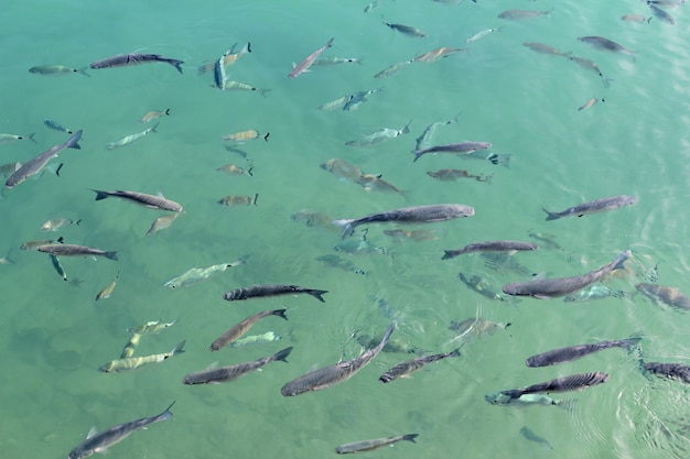 写真 地中海の海水の魚ボラ学校