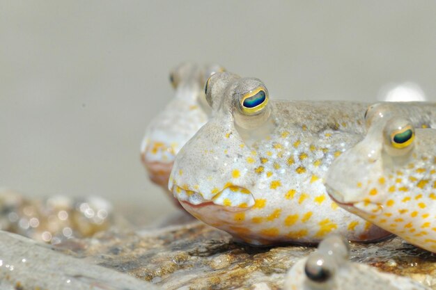 Foto pesci sulla roccia sulla spiaggia