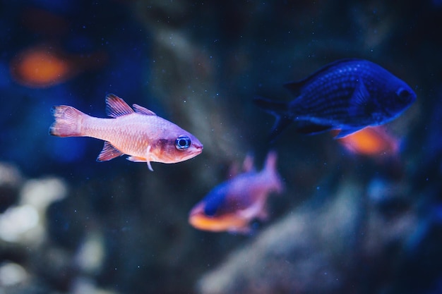 fishes swimming at aquarium