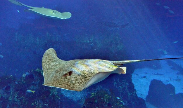 Photo fishes swimming in aquarium