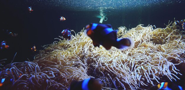 写真 海で泳ぐ魚たち