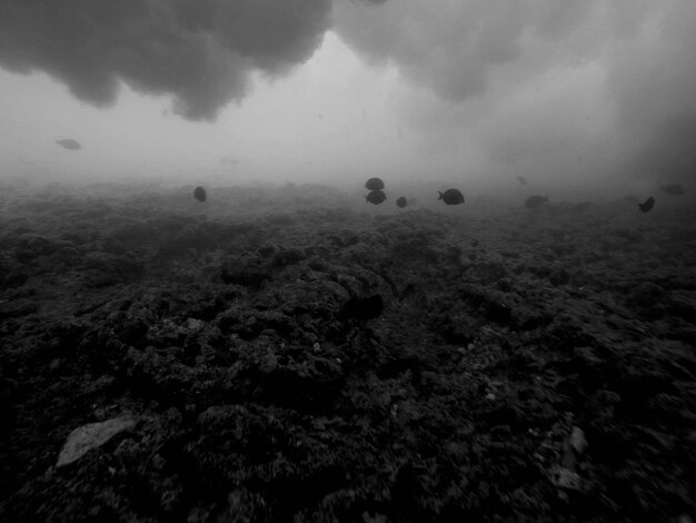 Photo fishes swimming over reef in water