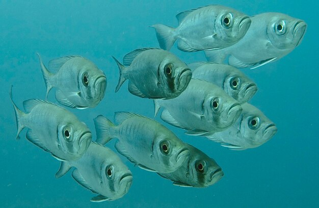 Photo fishes swimming in sea looking at me