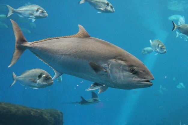 Photo fishes swimming in sea