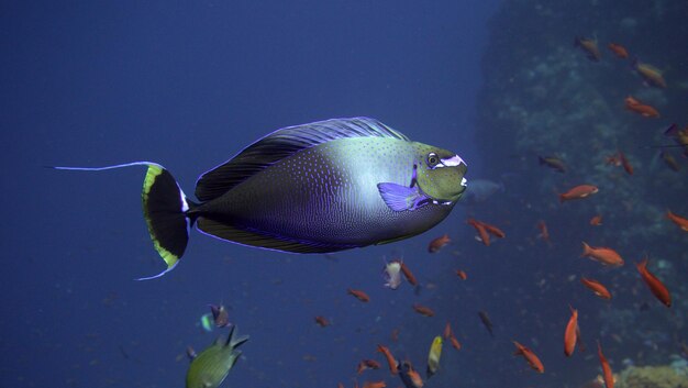 Fishes swimming in sea