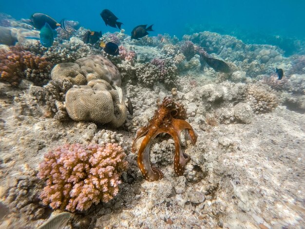 Fishes swimming in sea