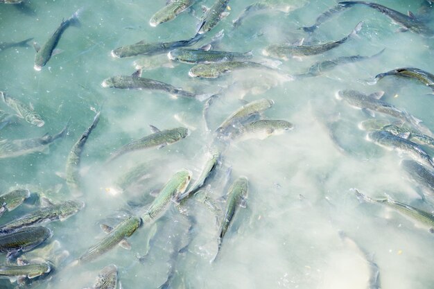 海で泳ぐ魚