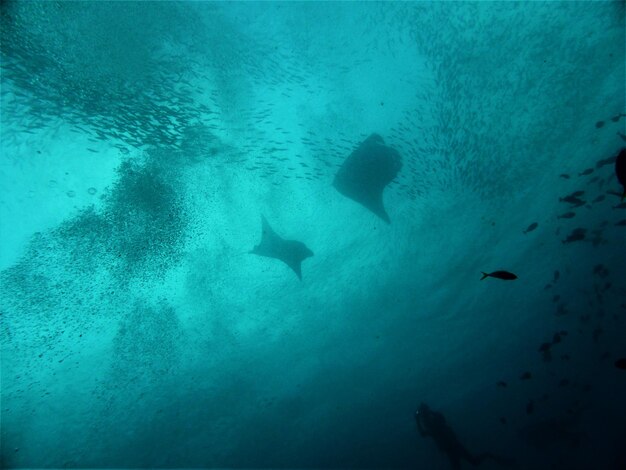 Fishes swimming in sea