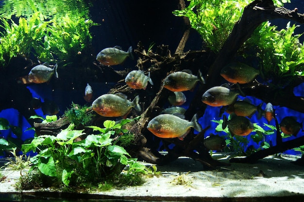 Foto pesci che nuotano in acquario