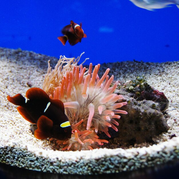 Fishes swimming in tank