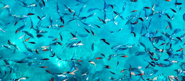Рыбы под водой в качестве панорамного фона бирюзовая вода с косяком рыб морские животные изображение косяка рыб