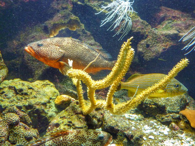 Photo fishes underwater