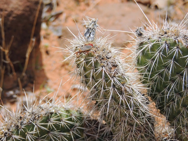 Foto fishhook vat ferocactus wislizeni cactus plant in de buurt van st george utah in het zuidwesten van de woestijn usa