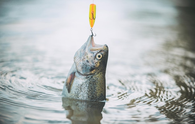 Рыбалка стала популярным видом отдыха нахлыстом для форели, коричневой форели.