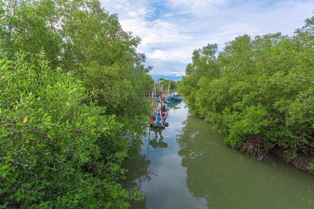 Barca da pesca ancorata tra la foresta di mangrovie